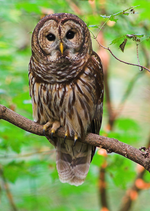 Magical Menagerie Shop Barred-owl