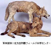 Der Japanische Wolf/ Hokkaido-Wolf Canis-lupus-hattai