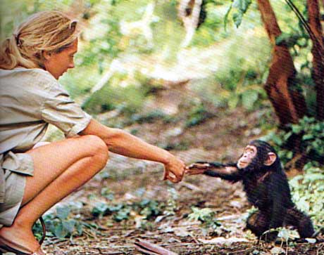 Invitation lecture Dr. Jane Goodall‏ Jane_chimp