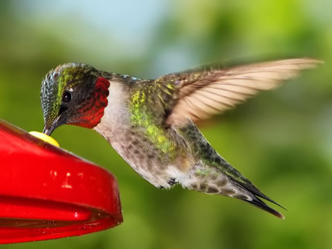 HummingBird Hummingbird