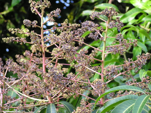     Mango_powdery_mildew_flowers_2