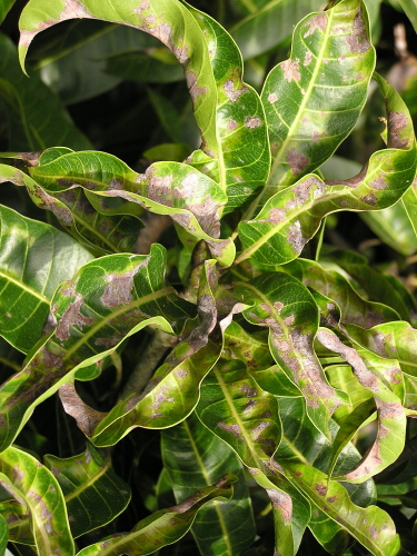     Mango_powdery_mildew_leaf_blight_curling_1