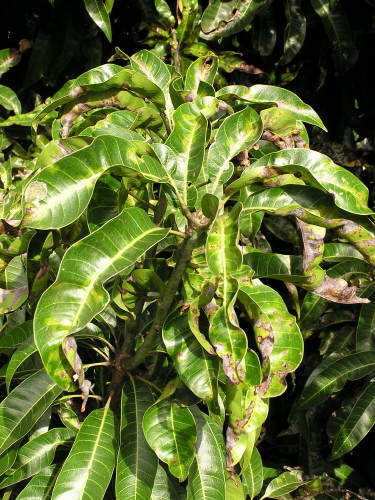     Mango_powdery_mildew_leaf_blight_curling_2