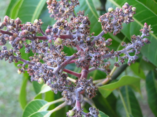     Mango_powdery_mildew_panicles_young_fruits_1