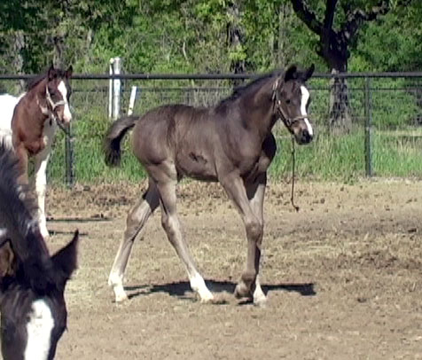 more horses................ Ali_30day