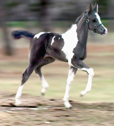 more horses................ BlackVelvet2weeks