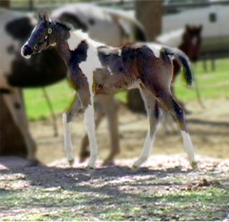 more horses................ BlackVelvetCTAMarch2006