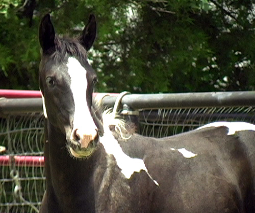 more horses................ May22a-18