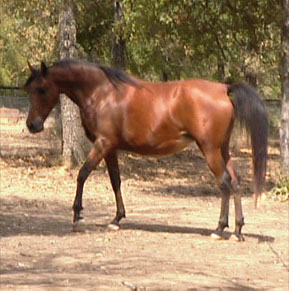 more horses................ Anna20051a