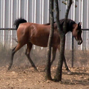 more horses................ Anna2005_2