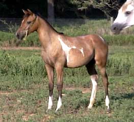 more horses................ Charm27July2002b