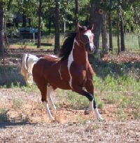 more horses................ Cheyenne_trot2a