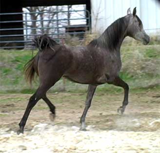 more horses................ Haliberrymarch