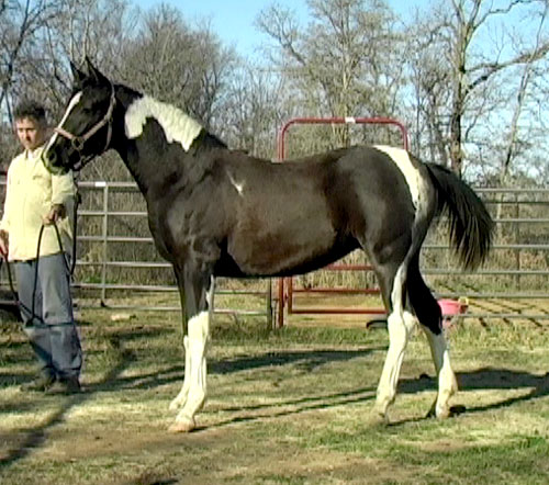 more horses................ Jan09a-9c