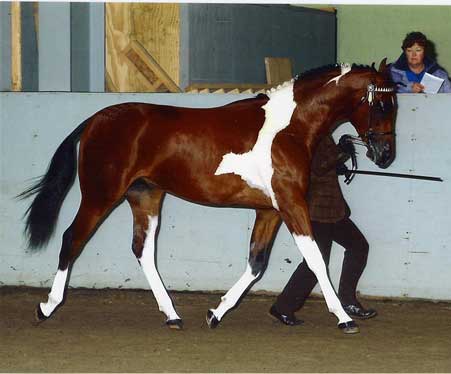 more horses................ Kingsmuscateershow