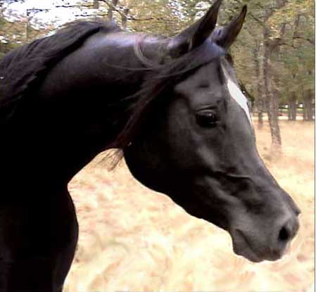 more horses................ Legacyhead2003new