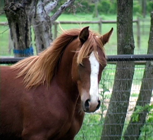 more horses................ Oliverapr