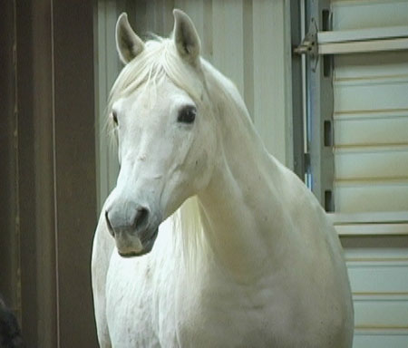 more horses................ Shadow2008a-6