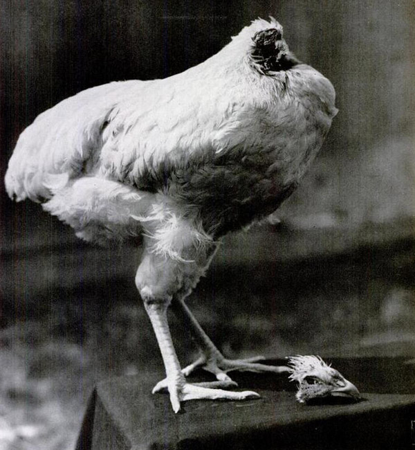 The Headless Chicken Mike-the-headless-chicken