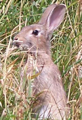 Quelques comportements du lapin et leurs conséquences sur les méthodes d'élevage part2 Fig-017