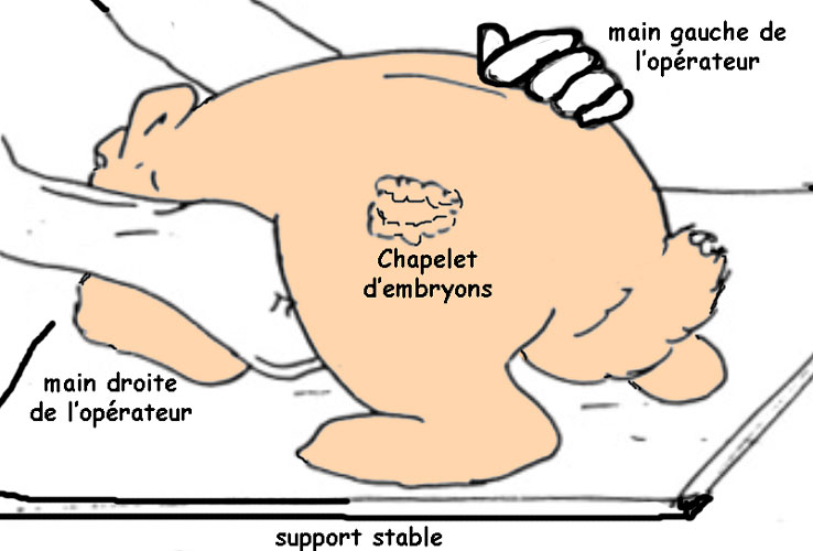 كيف تعرف ان الارنب حامل؟ Figure-44-palpation-4