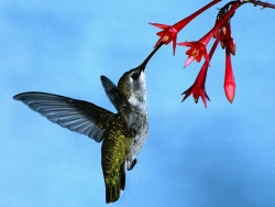 Did you know that..."2"?x Colibri