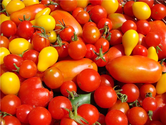 Kako uzgojiti eko rajčice u vlastitom vrtu ili u loncu na balkonu 110f0917-Paradajzi%20na%20hrpi2