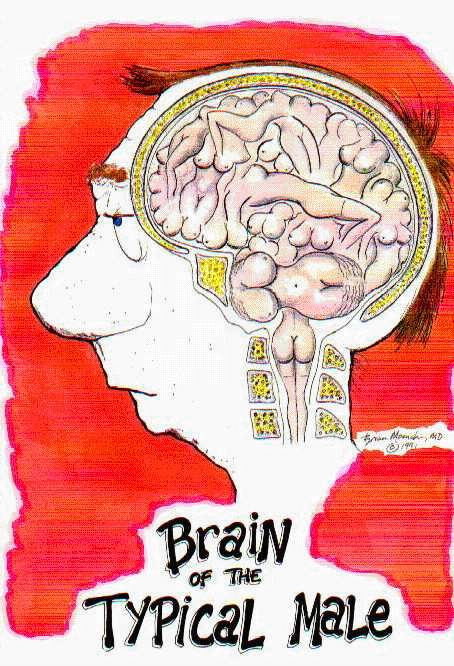 Blagues - Page 35 Brain