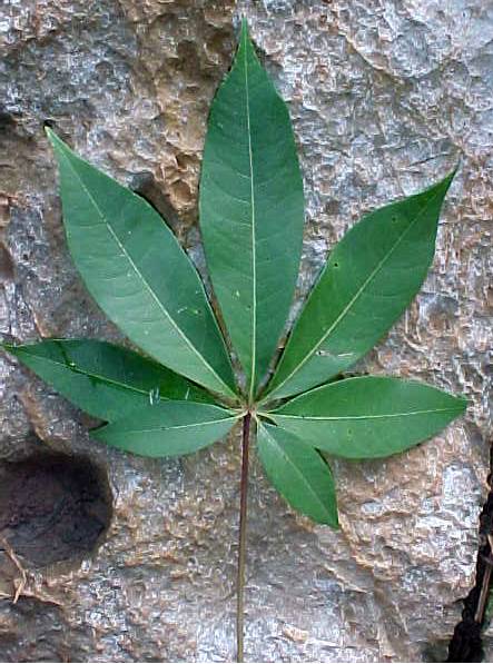 CEIBA PENTANDRA - ARBOL NACIONAL DE GUATEMALA Hojas_ceiba_pentandra_haz