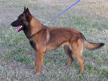 صفات بعض كلاب الحراسات Malinois