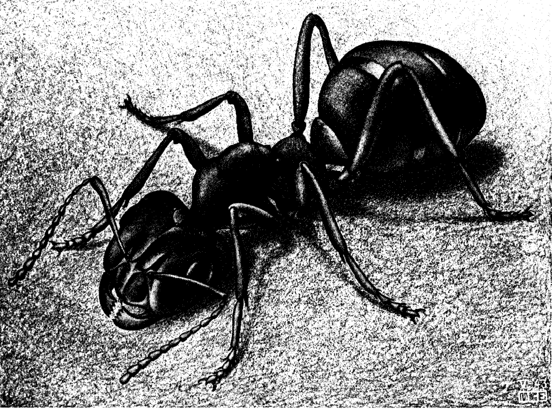 Algunas de las imagenes de las obras de Escher Ant
