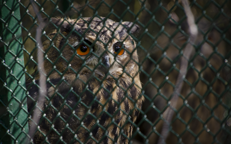 Kunstbattle - SaKi vs. Cecilia Akari - Ergebnis Caged_owl_small