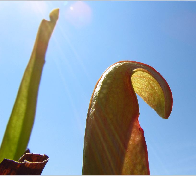 Plantas de Moi Vinnok 5_1368539859_939480