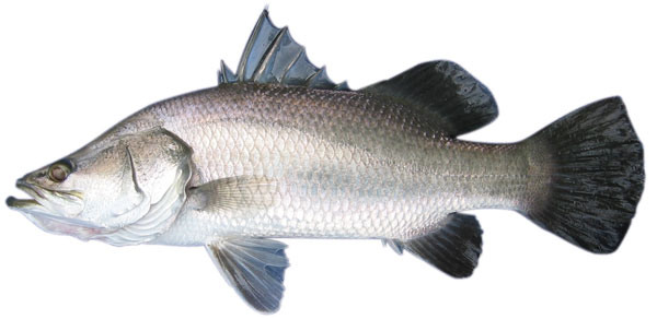 Brackish Fish-Barramundi(kakap putih) Barramundi-Lates-calcarifer