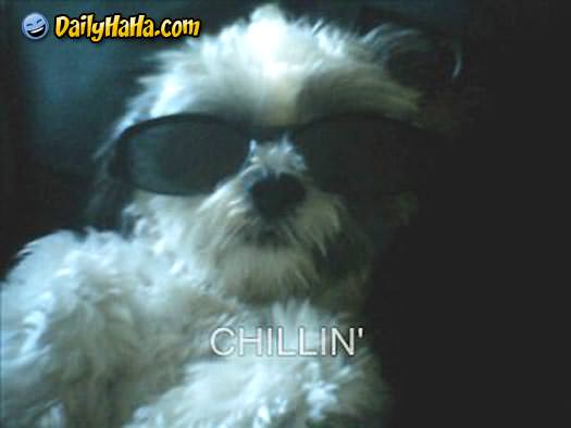 صور نادرة جدا ومضحكة ايضا Chillin_dog