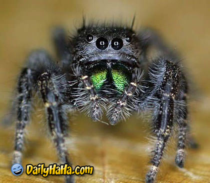 صور نادرة و مضحكة Spider