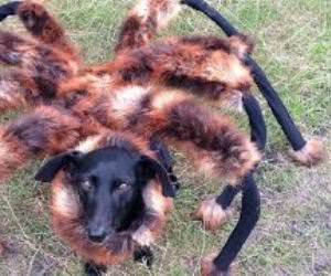 DailyGags - The best funny pictures and videos Dog-dressed-like-spider