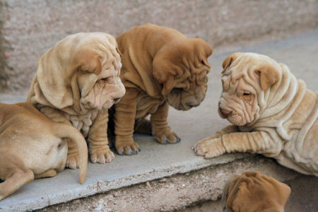 Et a recommence !! Sharpei1