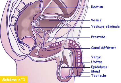 2ème Année medecine ::  Histologie Homme