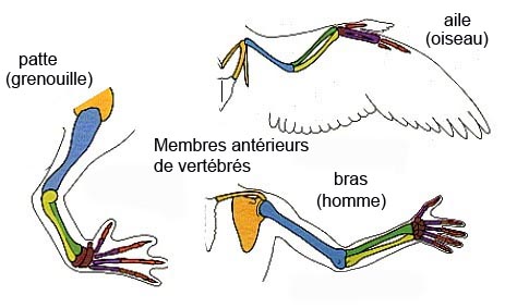 près en tas scions des membres Membres