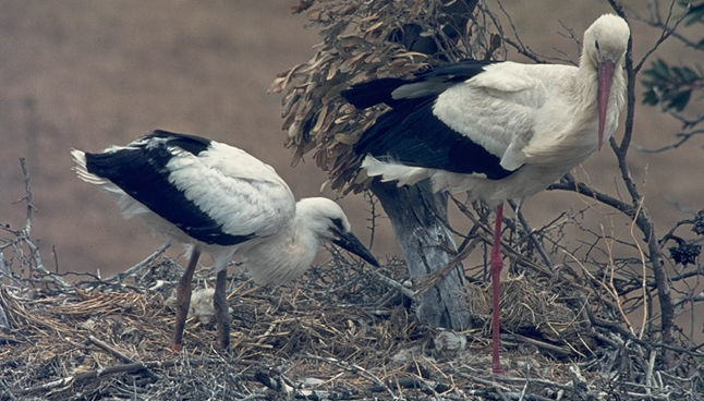 LA CIGUEÑA, NUESTRA VECINA DEL CAMPANARIO Stork2