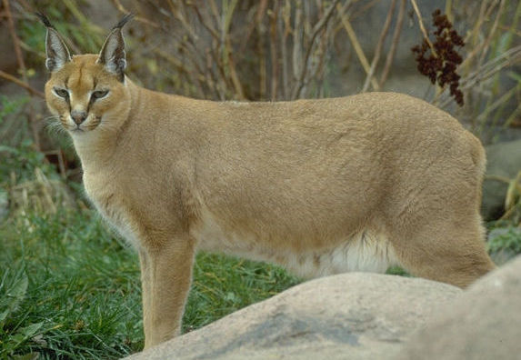 Caracal(Caraca caracal) Gcara1