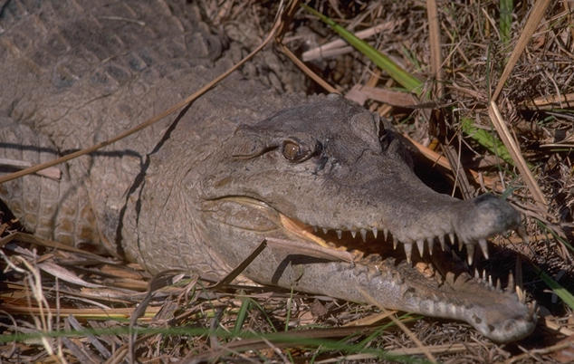 Ficha Crocodylus cataphractus African