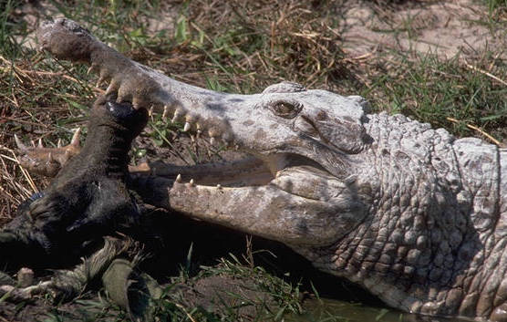 Ficha Crocodylus cataphractus African2