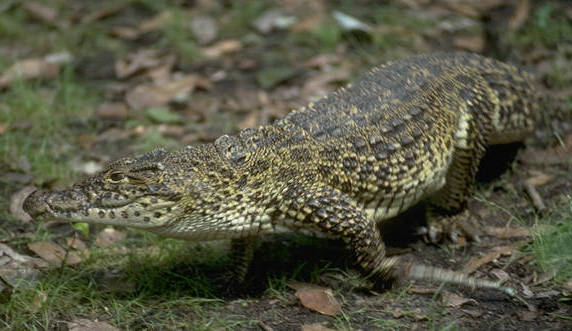 Ficha Crocodylus rhombifer Crococuban2