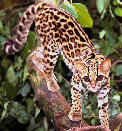 Mamferos en Extincin  (algunos) Margay3