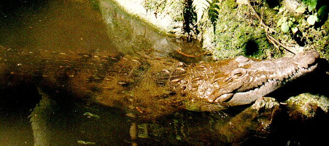 Ficha Crocodylus acutus F1