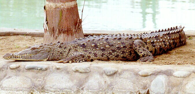 Ficha Crocodylus acutus F2