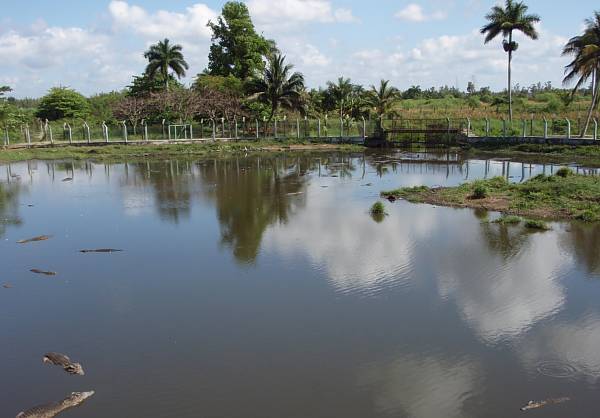 Ficha Crocodylus rhombifer Cienaga