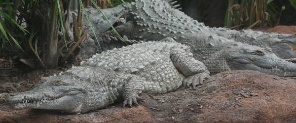 Ficha Crocodylus intermedius Intermedius